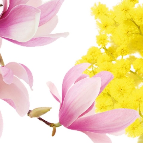 Uniwersalny płyn do powierzchni zmywalnych, zapach magnolii i mimozy ARGONIT DEO MAGNOLIA E MIMOSA 1l Interchem Italia