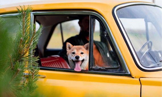 Jak pozbyć się nieprzyjemnego zapachu pupila z samochodu